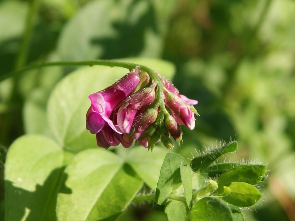 Lathyrus venetus / Cicerchia veneta